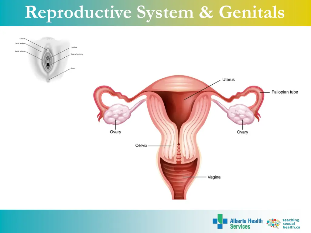 reproductive system genitals 3