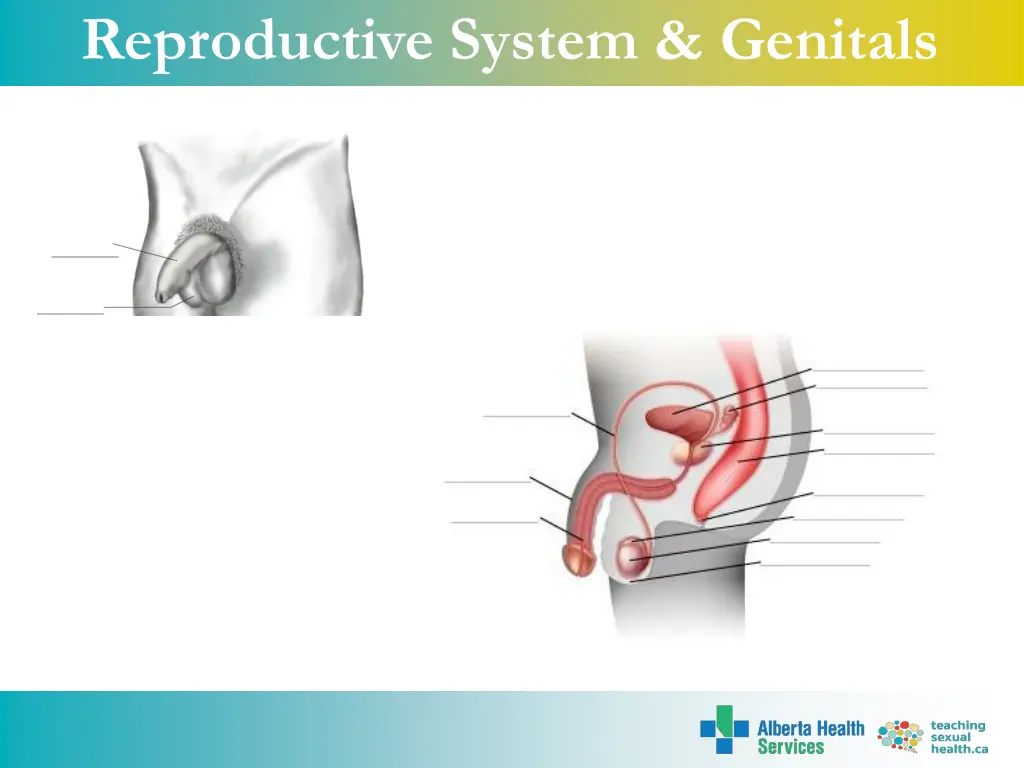 reproductive system genitals