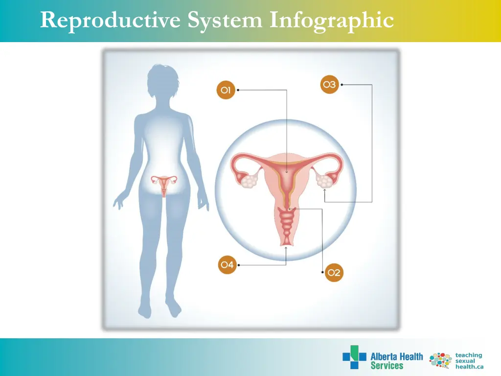 reproductive system infographic 3