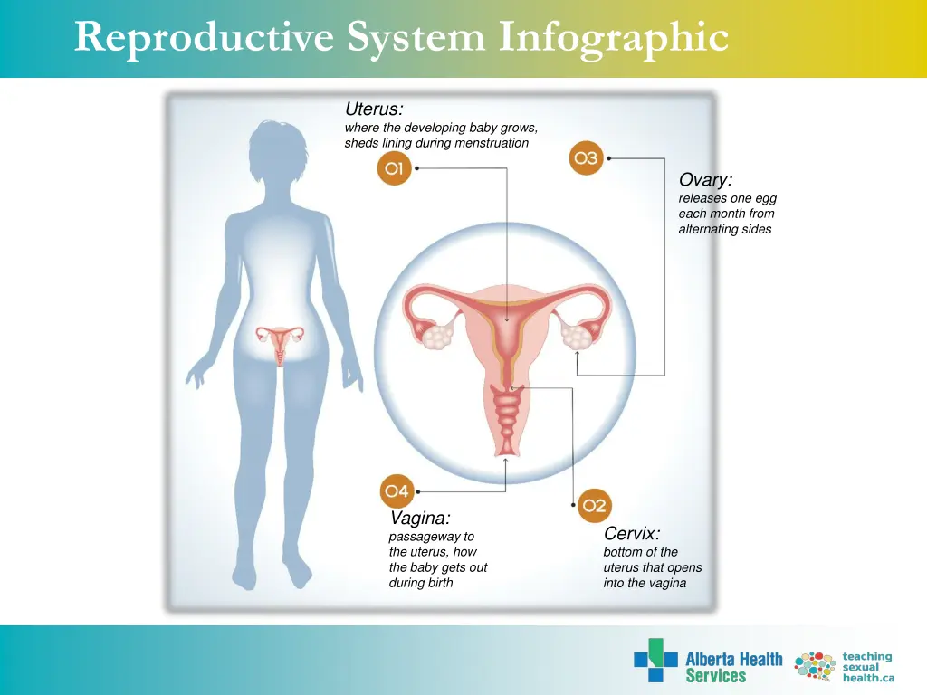 reproductive system infographic 5