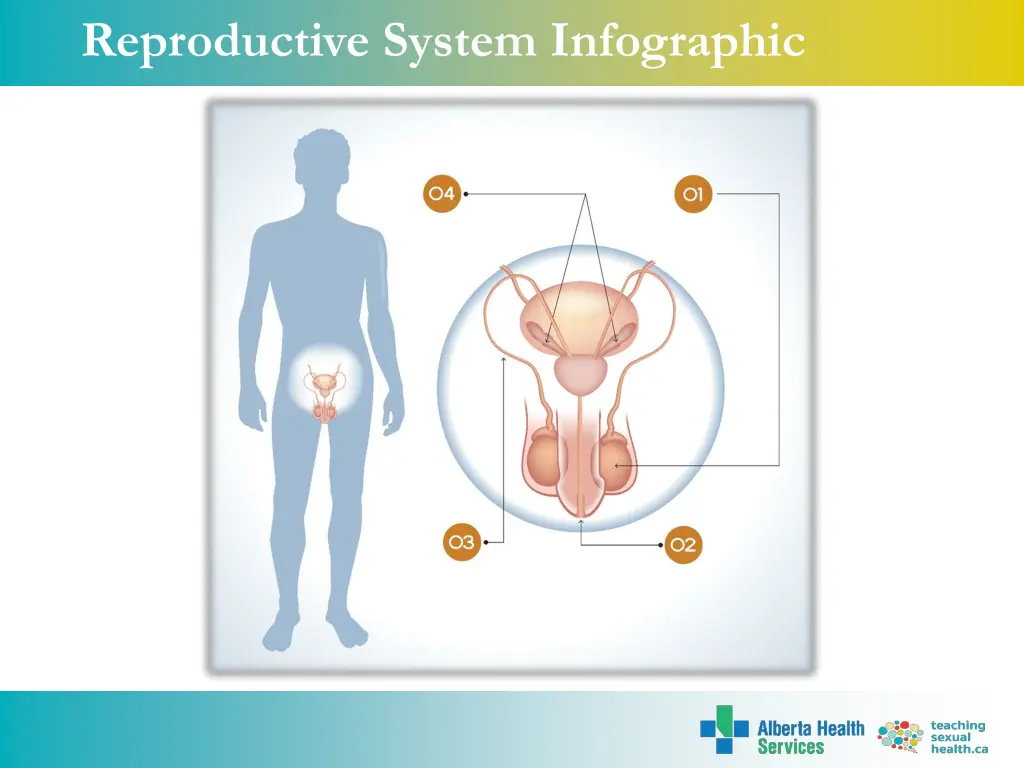 reproductive system infographic