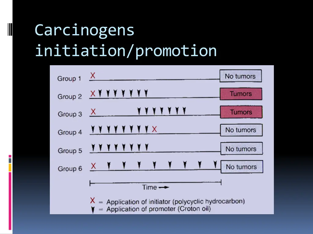 carcinogens initiation promotion