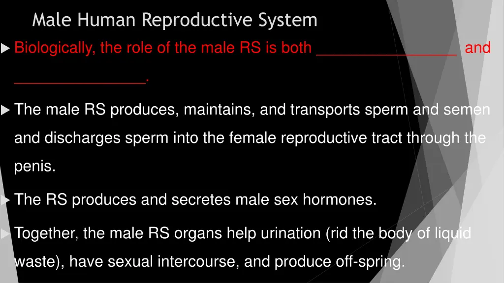 male human reproductive system