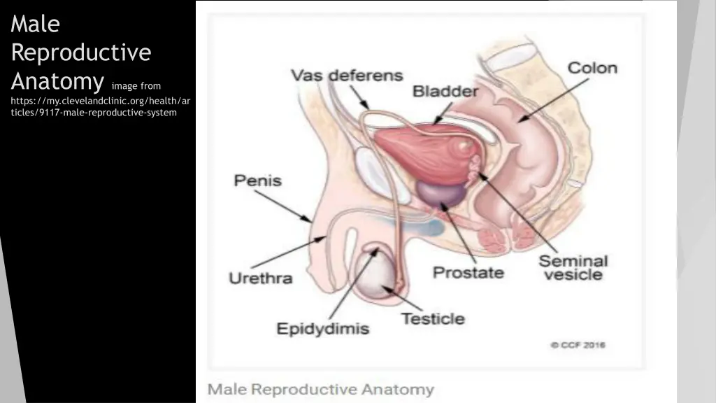 male reproductive anatomy image from https