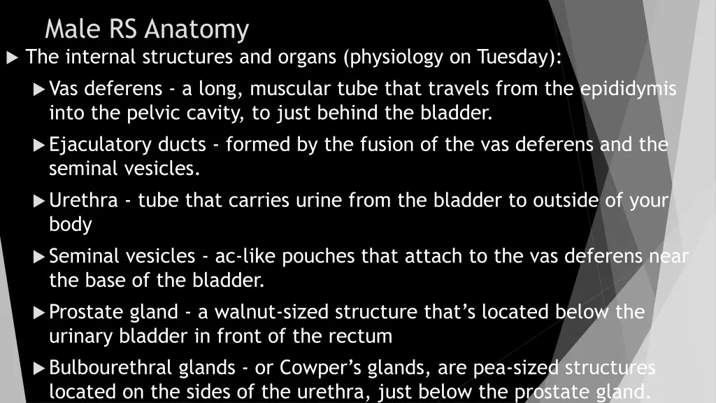 male rs anatomy the internal structures