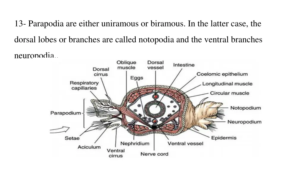 13 parapodia are either uniramous or biramous