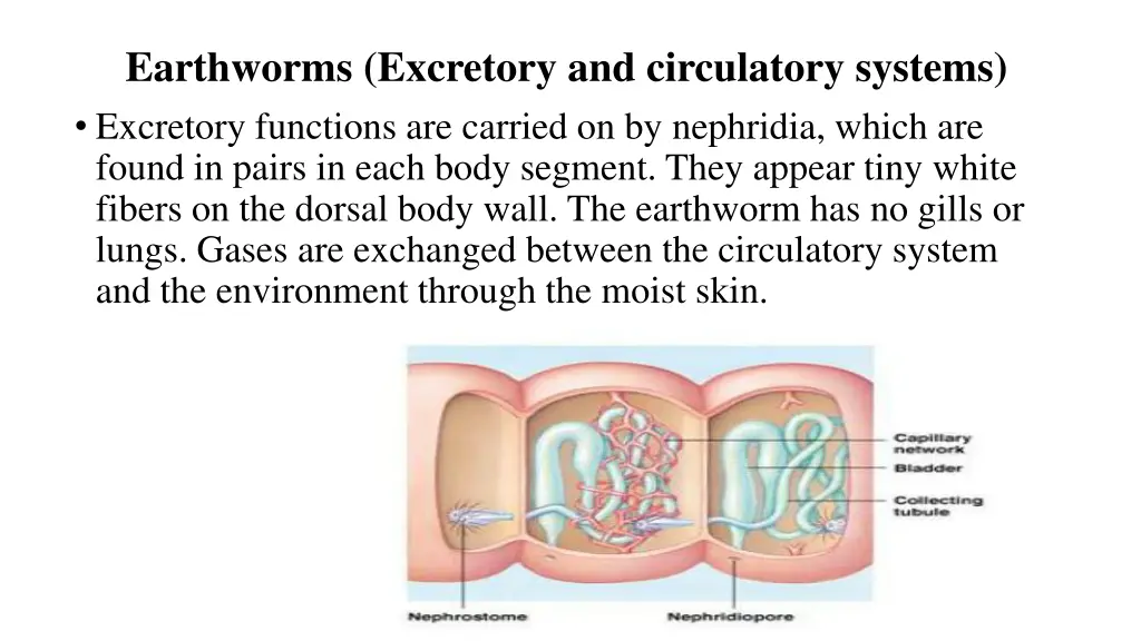 earthworms excretory and circulatory systems