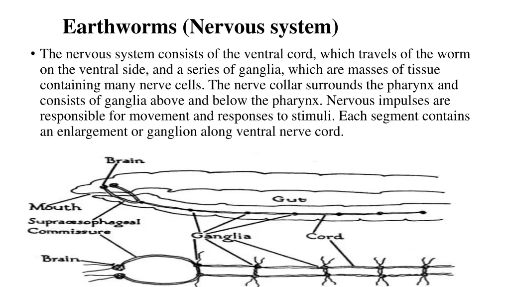 earthworms nervous system the nervous system