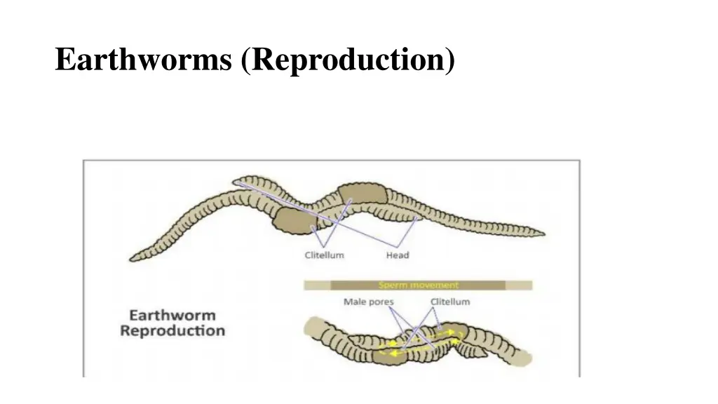 earthworms reproduction