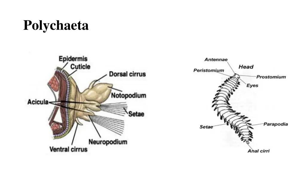 polychaeta