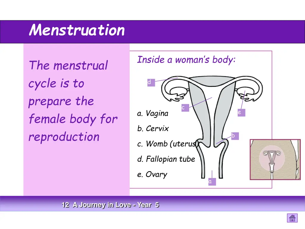 menstruation