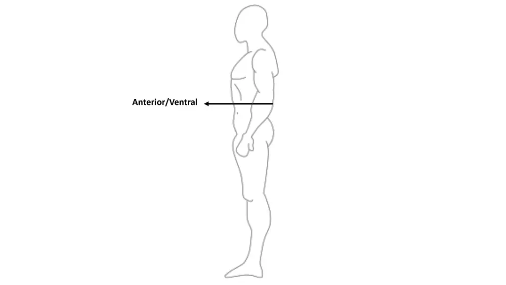 anterior ventral
