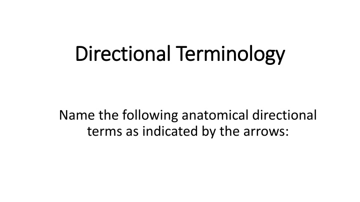 directional terminology directional terminology