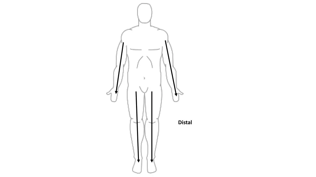 distal