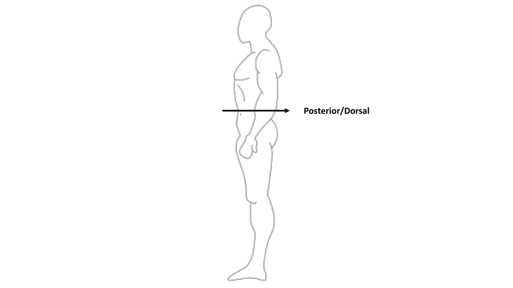 posterior dorsal