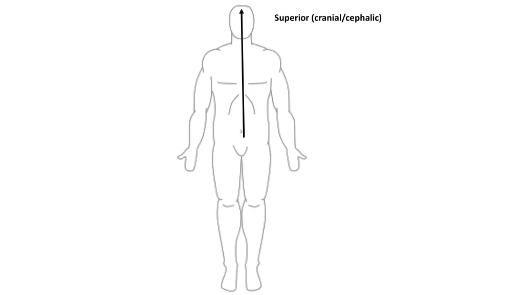 superior cranial cephalic