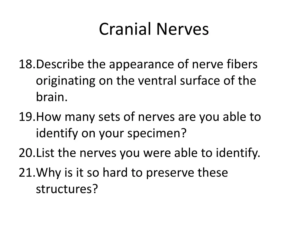 cranial nerves