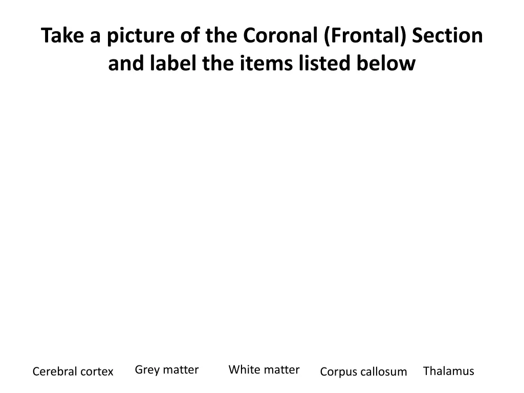 take a picture of the coronal frontal section