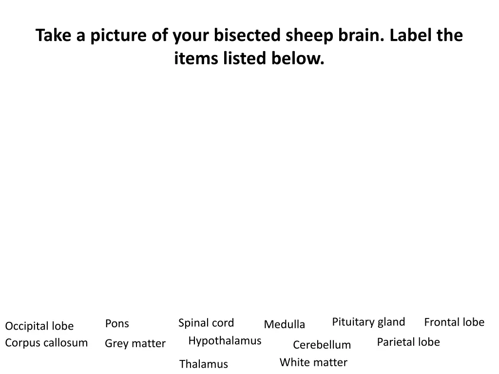 take a picture of your bisected sheep brain label