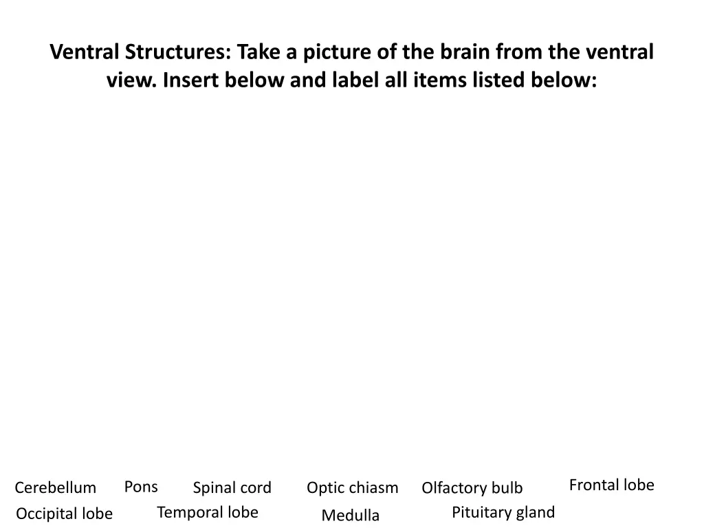 ventral structures take a picture of the brain