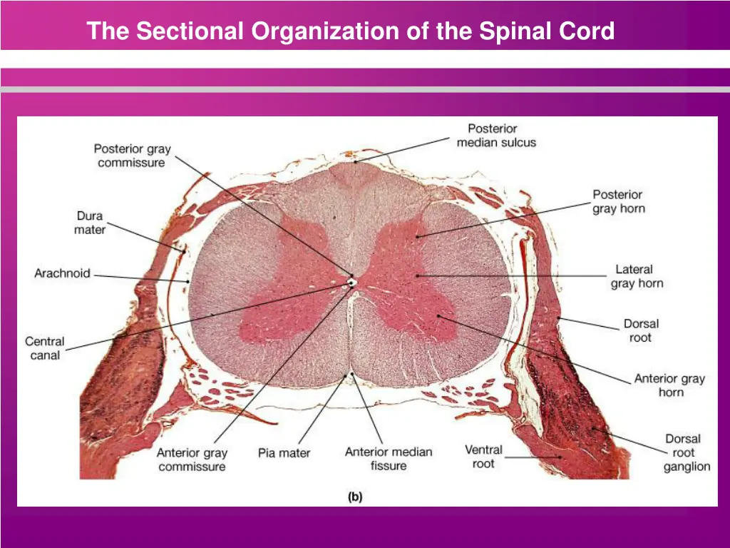 the sectional organization of the spinal cord