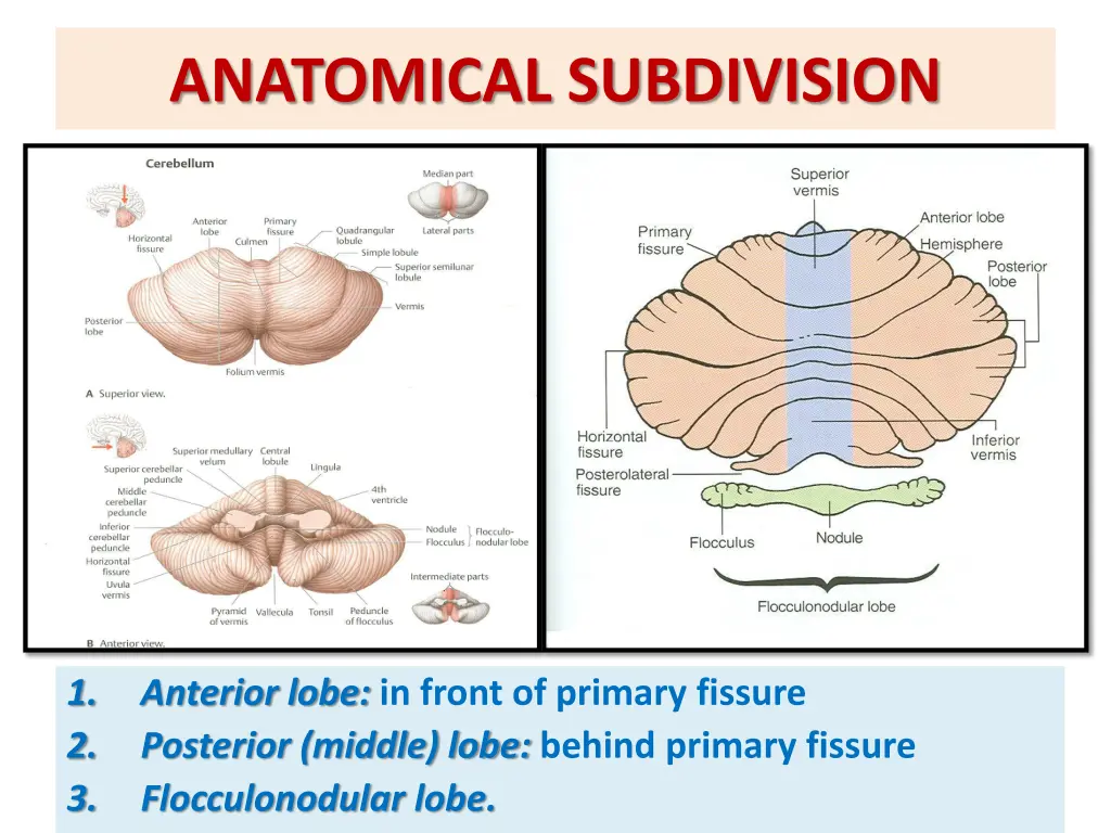 anatomical subdivision