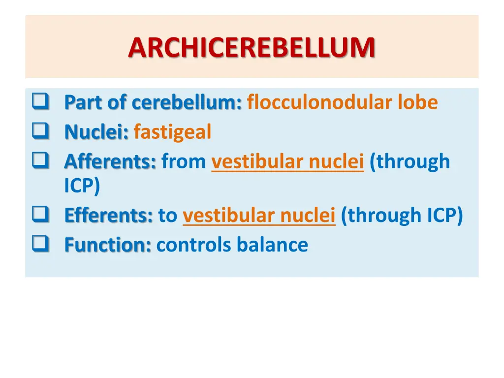 archicerebellum 1