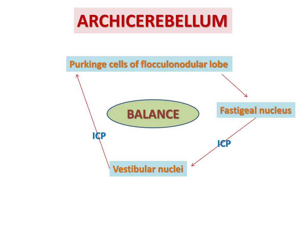 archicerebellum