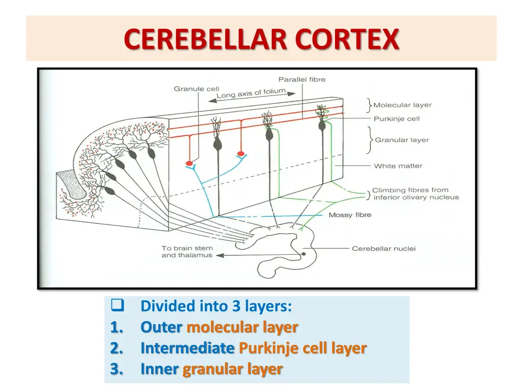 cerebellar cortex