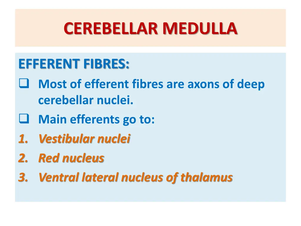 cerebellar medulla 2