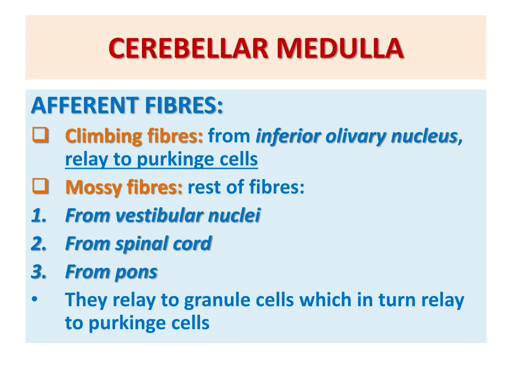 cerebellar medulla