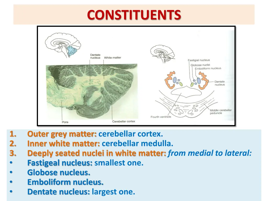constituents