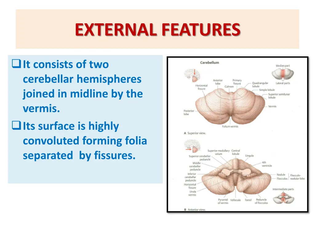external features