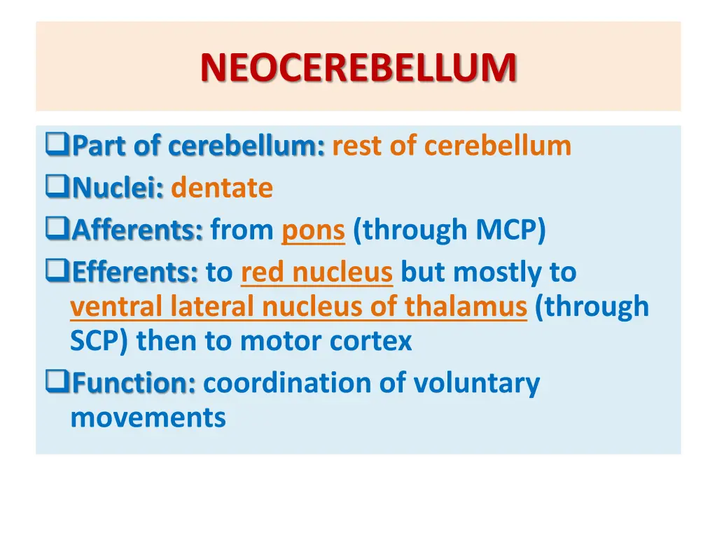neocerebellum 1