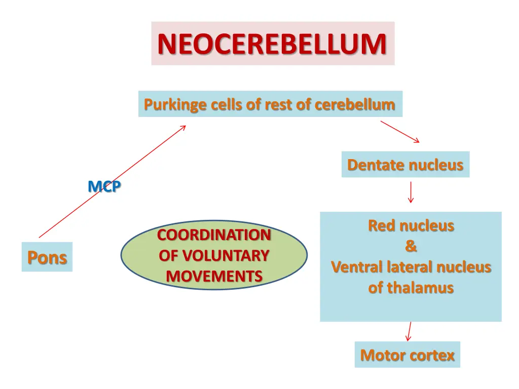 neocerebellum