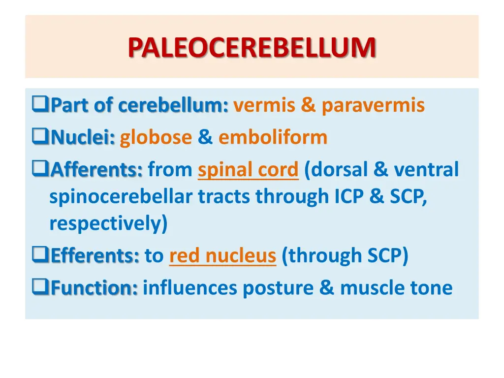 paleocerebellum 1