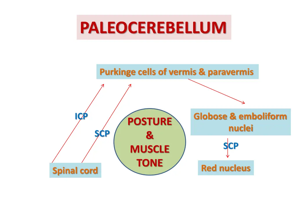 paleocerebellum