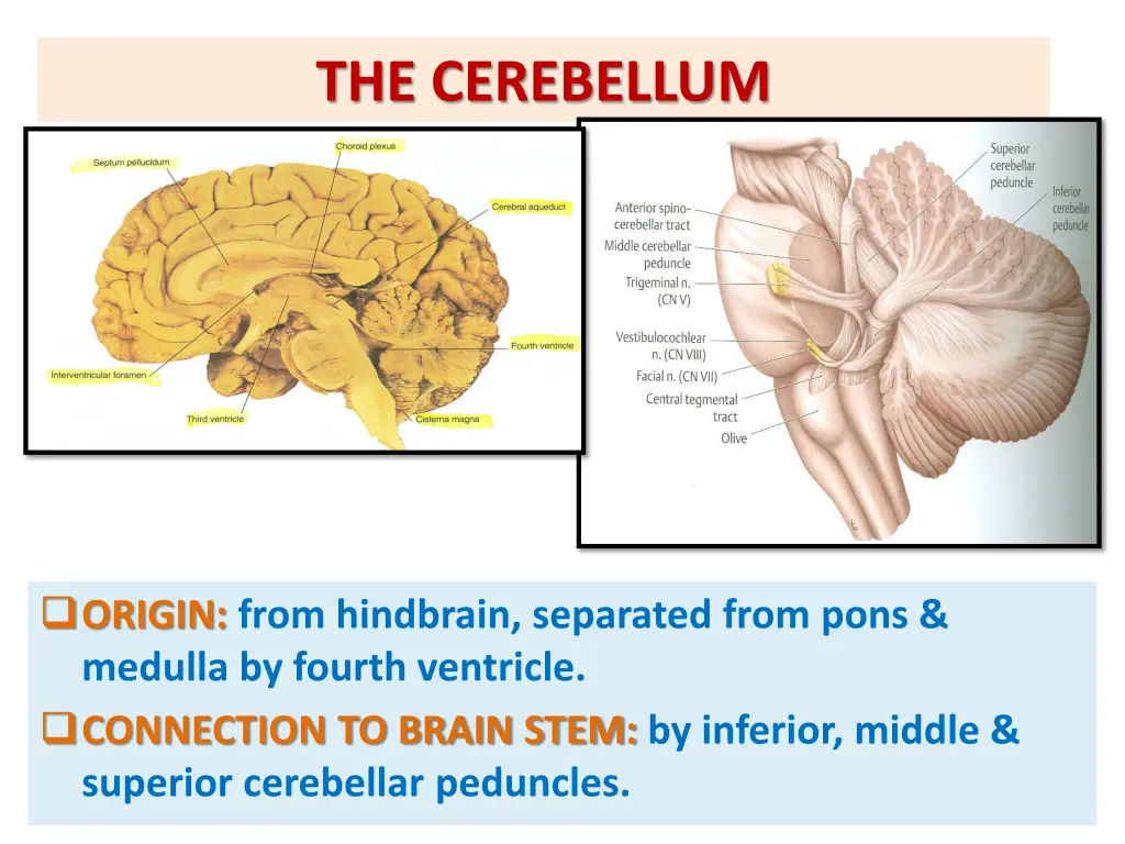 the cerebellum