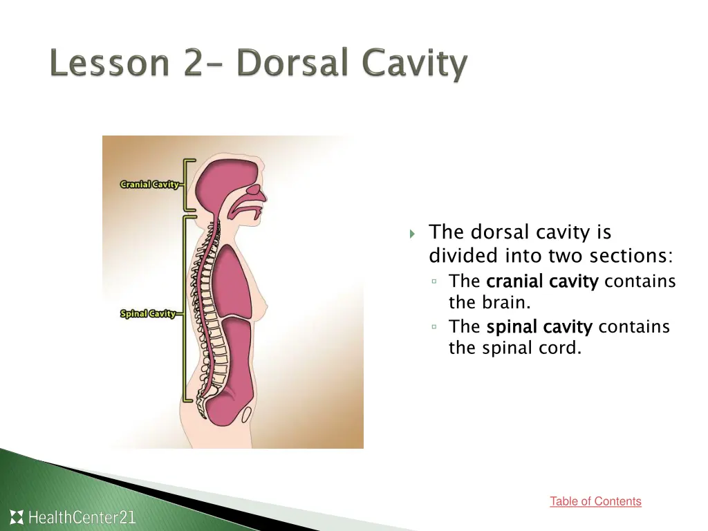the dorsal cavity is divided into two sections