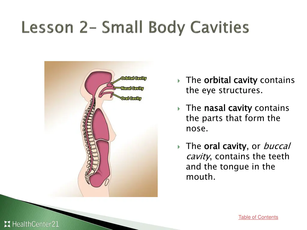 the orbital cavity the eye structures