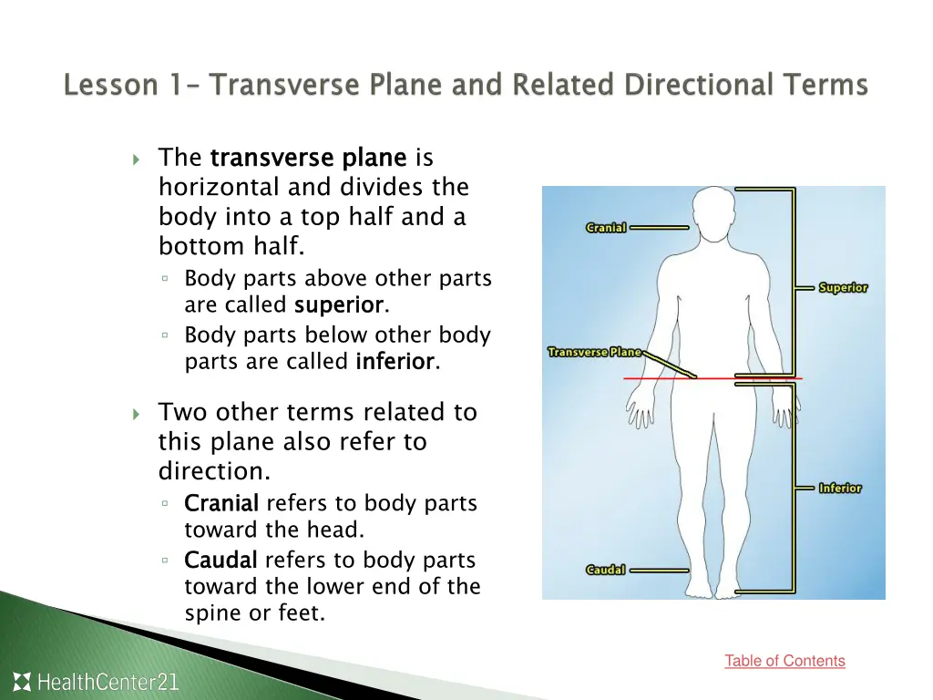 the transverse plane horizontal and divides