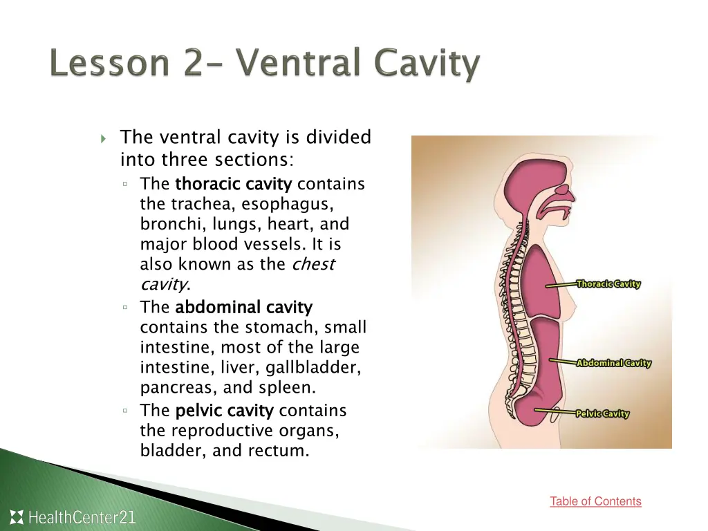 the ventral cavity is divided into three sections