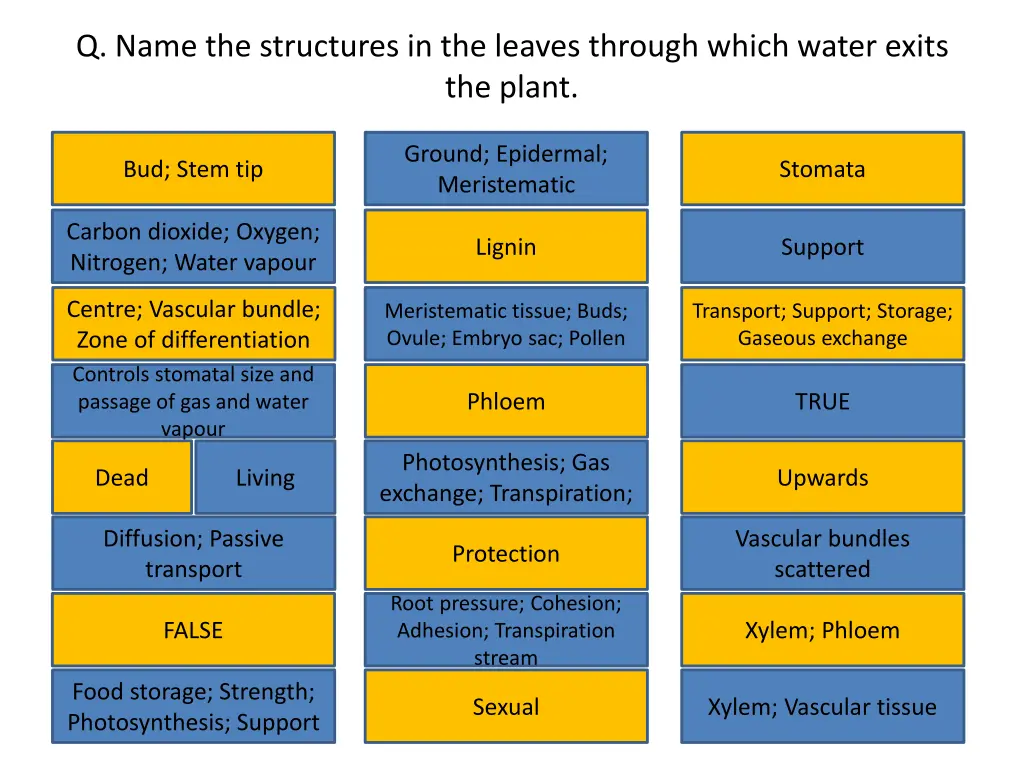 q name the structures in the leaves through which