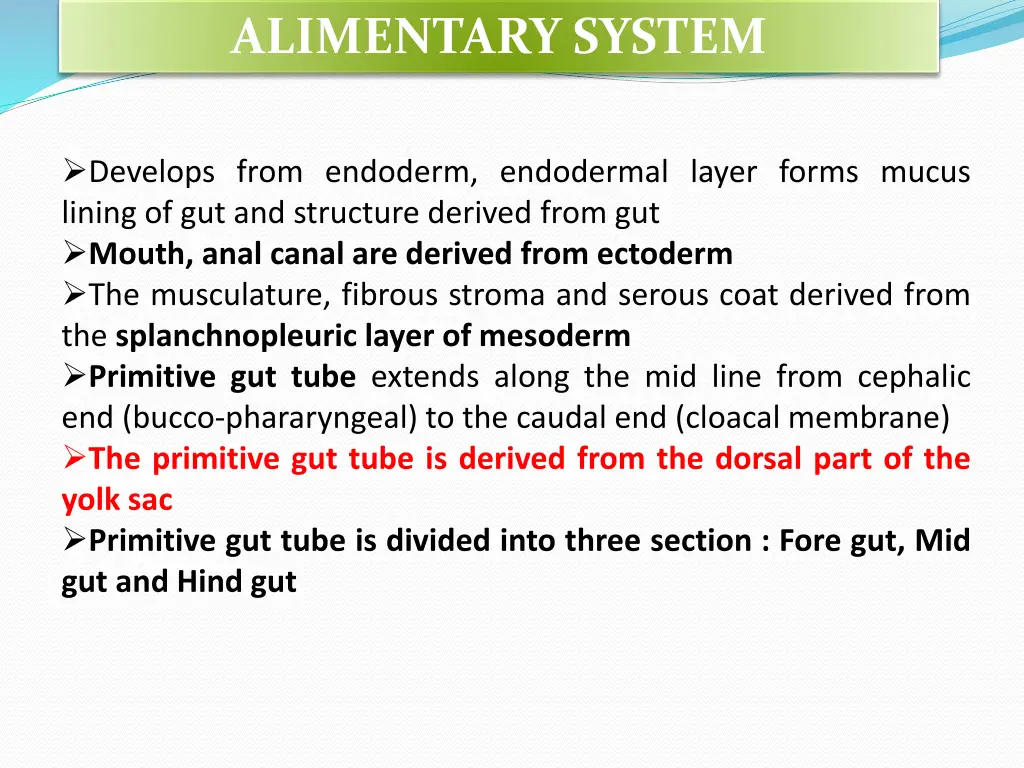 alimentary system