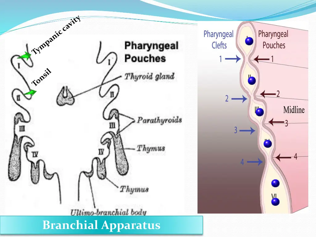 branchial apparatus