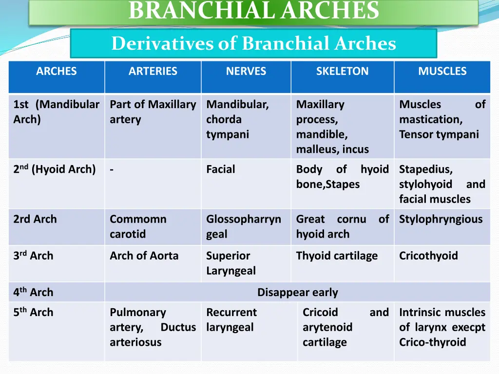 branchial arches