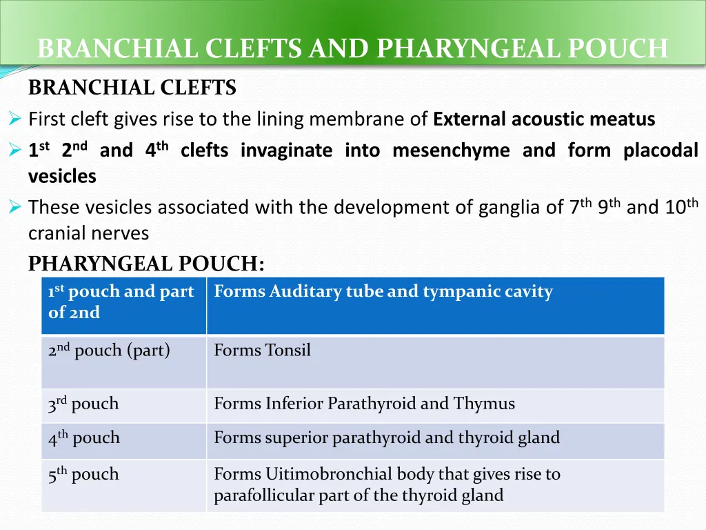 branchial clefts and pharyngeal pouch