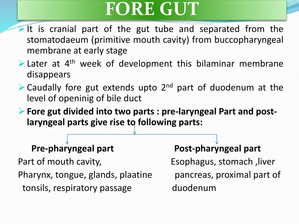 fore gut