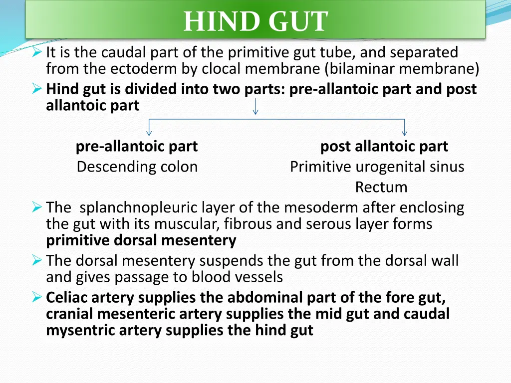 hind gut