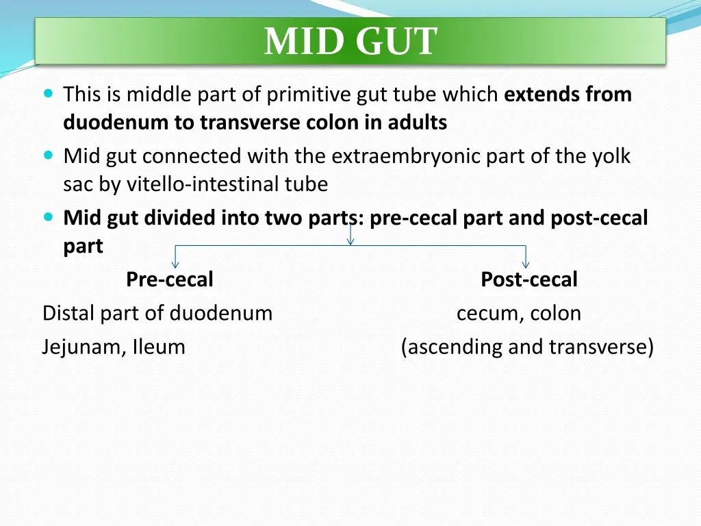 mid gut